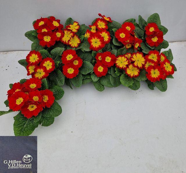 <h4>Primula ac. 'Bonneli Rot'</h4>