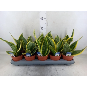 Sansevieria trifa. 'Futura Superba'