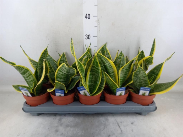 <h4>Sansevieria trifa. 'Futura Superba'</h4>