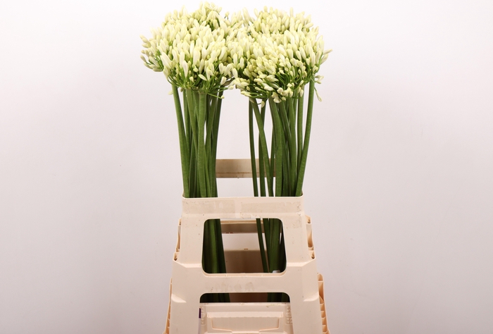 <h4>Agapanthus Gletsjer</h4>