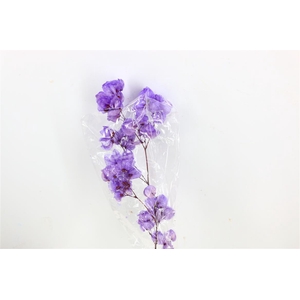 Dried Bougainvillea 55cm Dark Lavendel Bunch