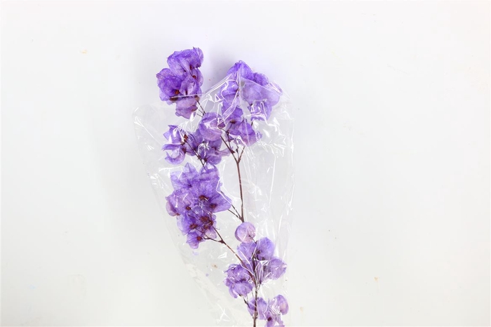 Dried Bougainvillea 55cm Dark Lavendel Bunch