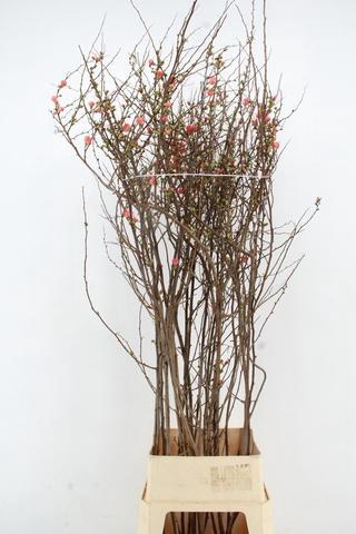 CHAENOMELES JAPONICA PINK 160CM