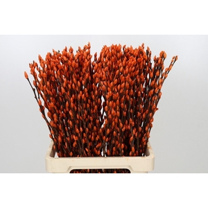SALIX OV KLB H%