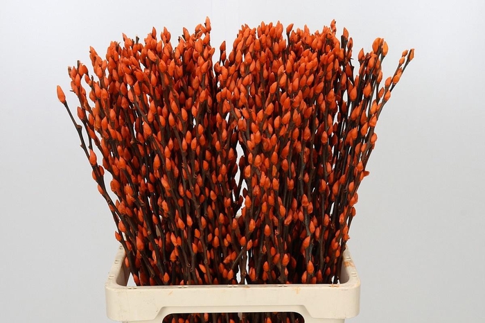 <h4>SALIX OV KLB H%</h4>