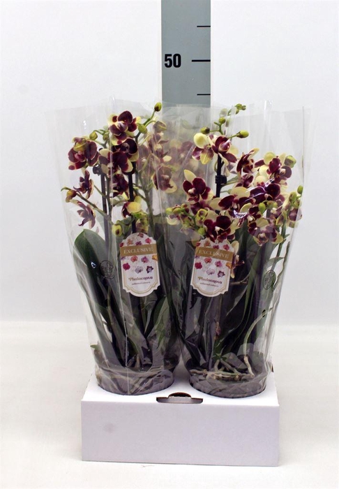 <h4>Phalaenopsis   ...</h4>