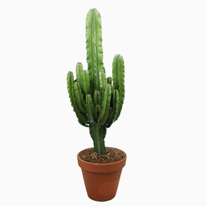 Euphorbia eritrea 27 cm