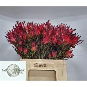 Leucad Sal Blush Vertakt