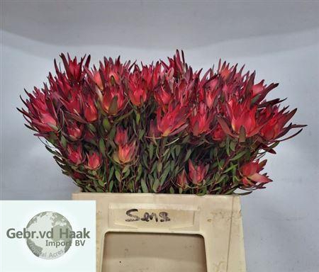 <h4>Leucad Sal Blush Vertakt</h4>