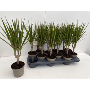 Dracaena Marginata