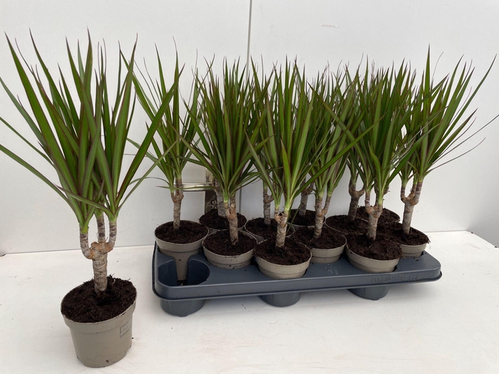 <h4>Dracaena Marginata</h4>