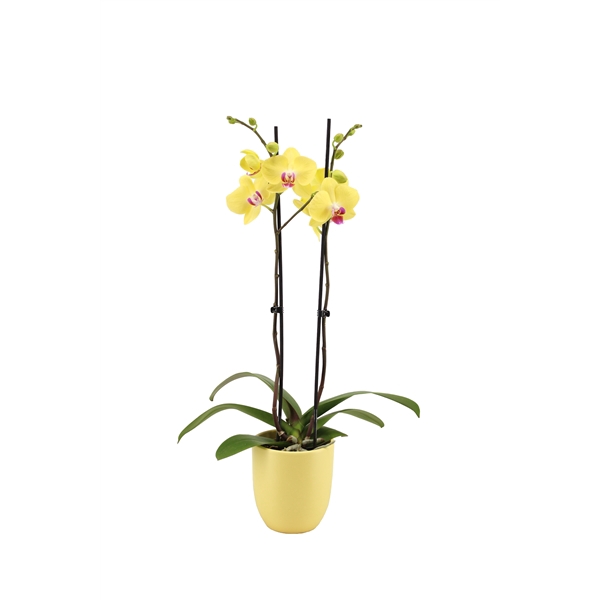 <h4>Hugo Citrus Phal Geel 2T14+</h4>