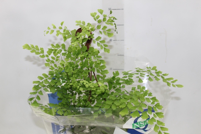 <h4>AVENCA VARIADA C21</h4>