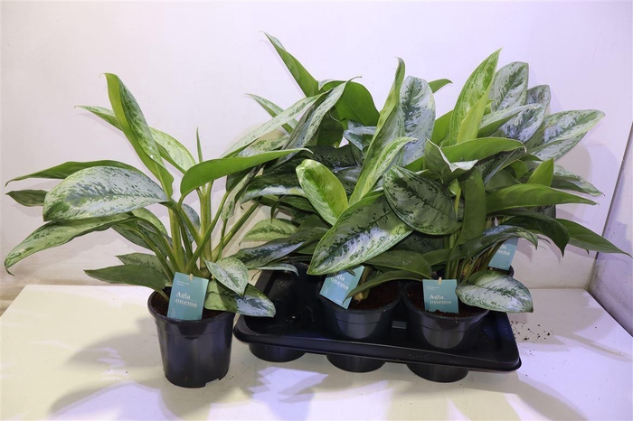 <h4>Aglao Silver Frost</h4>