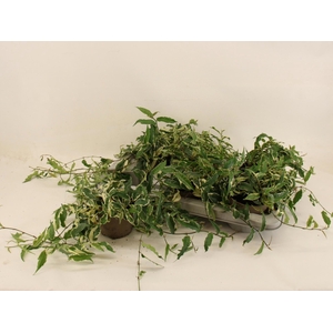 FICUS SAGITTATA