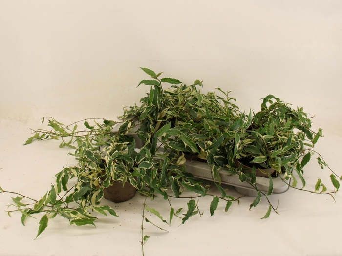 <h4>FICUS SAGITTATA</h4>