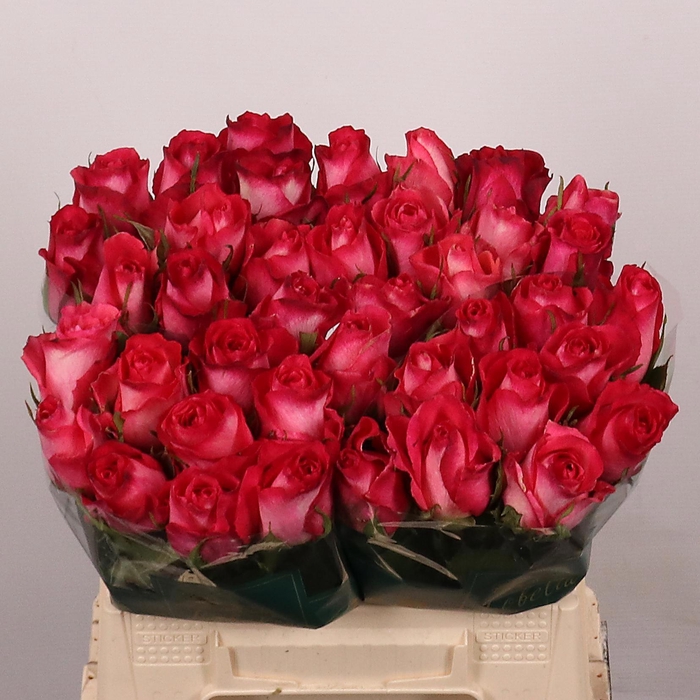 <h4>R GR NICOLETTA</h4>