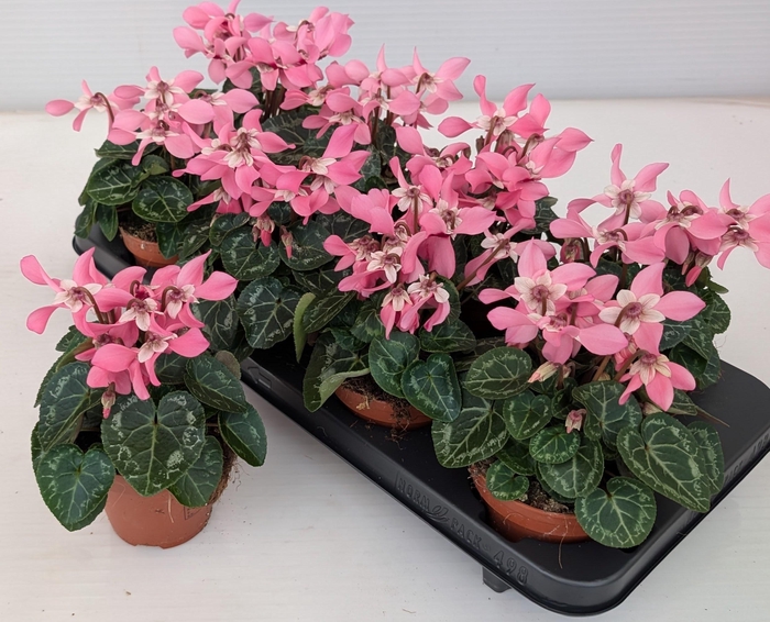 <h4>CYCL KL OVERIG</h4>