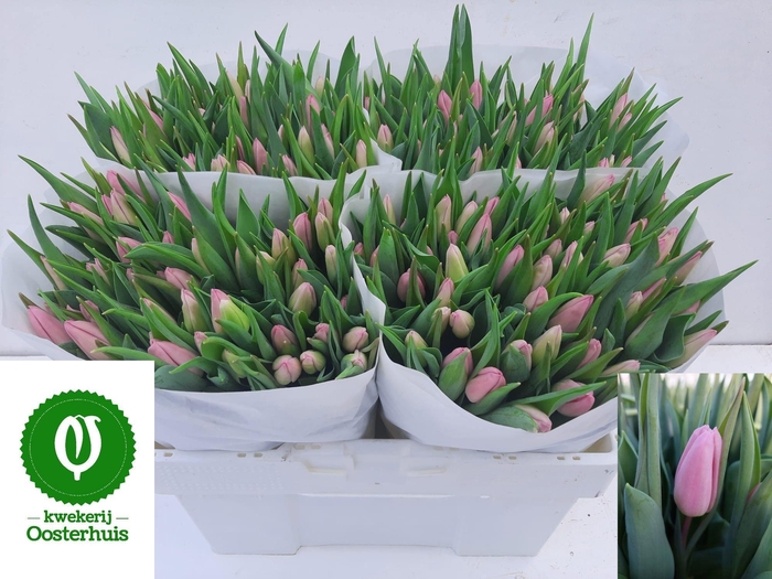 <h4>TU EN AAFKE</h4>