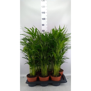 Dypsis lutescens ...Chrysalidoca