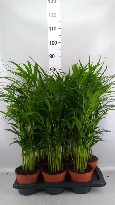<h4>Dypsis lutescens   ...Chrysalidoca</h4>