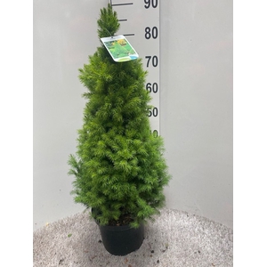 PICEA GL CONICA