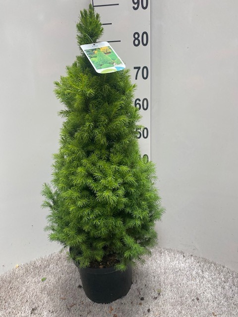 <h4>PICEA GL CONICA</h4>