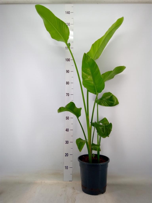 <h4>Strelitzia alba</h4>