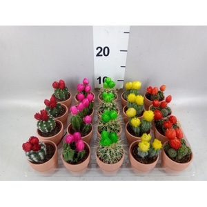 Cactus ...decorated