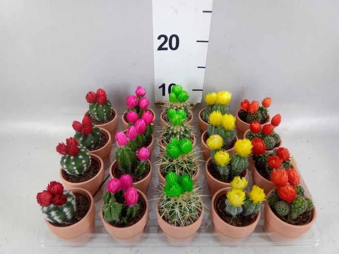 <h4>Cactus   ...decorated</h4>