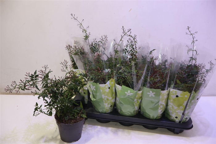 <h4>arr8 Jasm Polyanthum Rz</h4>