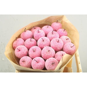 Droog Appel Ice Pink X20