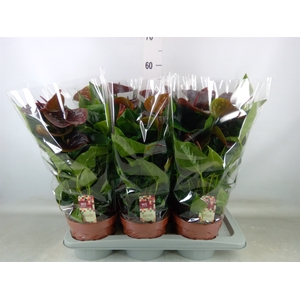 Anthurium andr. 'Essencia'