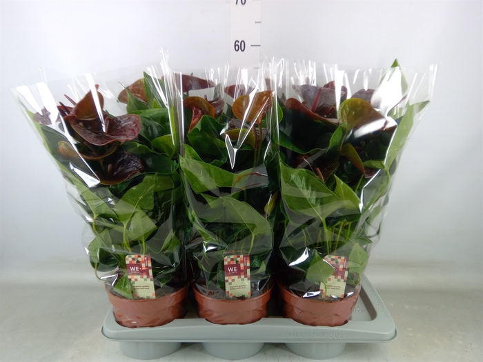<h4>Anthurium andr. 'Essencia'</h4>