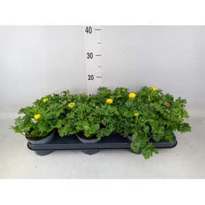 Ranunculus  'Mache'   ...mix