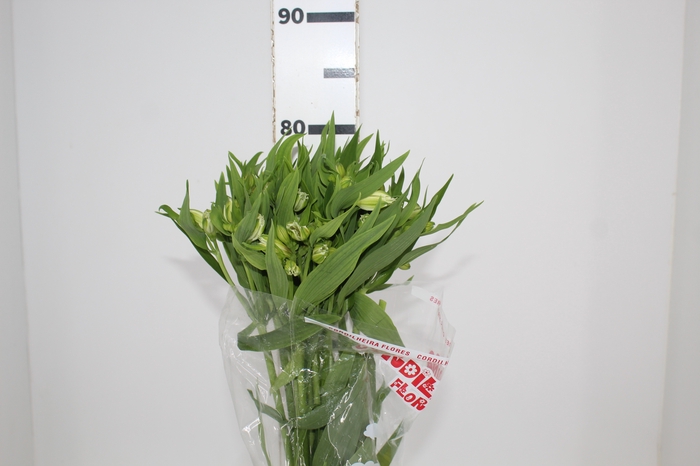 <h4>ALSTROEMERIA WHISTLER 080 CM</h4>