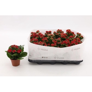 Kalanchoe Blossfeldiana rood Double Red in kraag