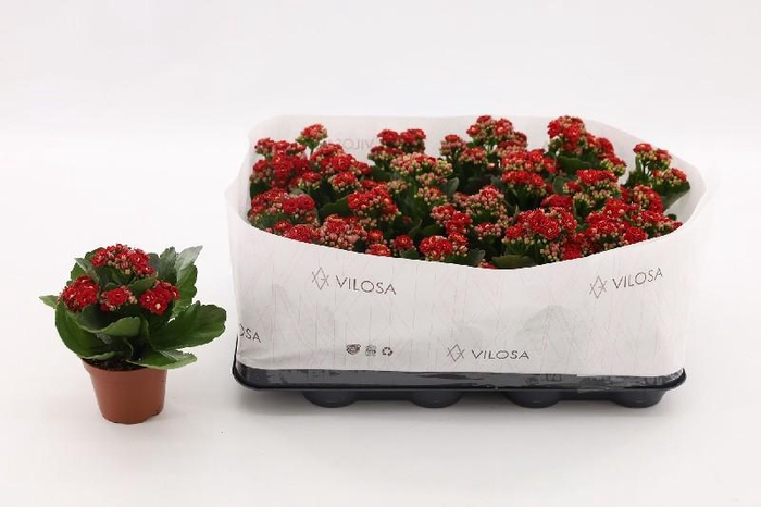 <h4>Kalanchoe Blossfeldiana rood Double Red in kraag</h4>