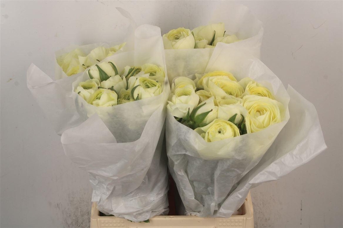 <h4>Ran Su Creme</h4>