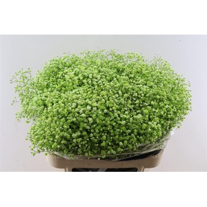 Gyps Pa. Green Apple