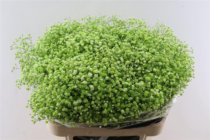 <h4>Gyps Pa. Green Apple</h4>