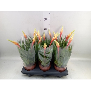 Vriesea  'Shannon'