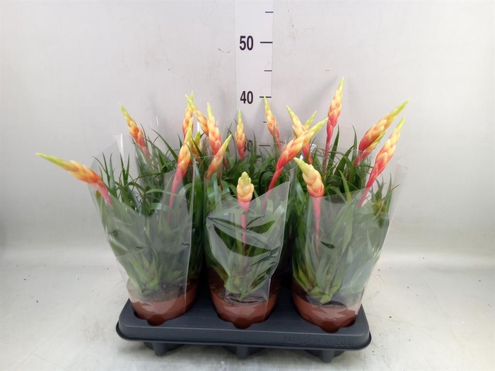 <h4>Vriesea  'Shannon'</h4>