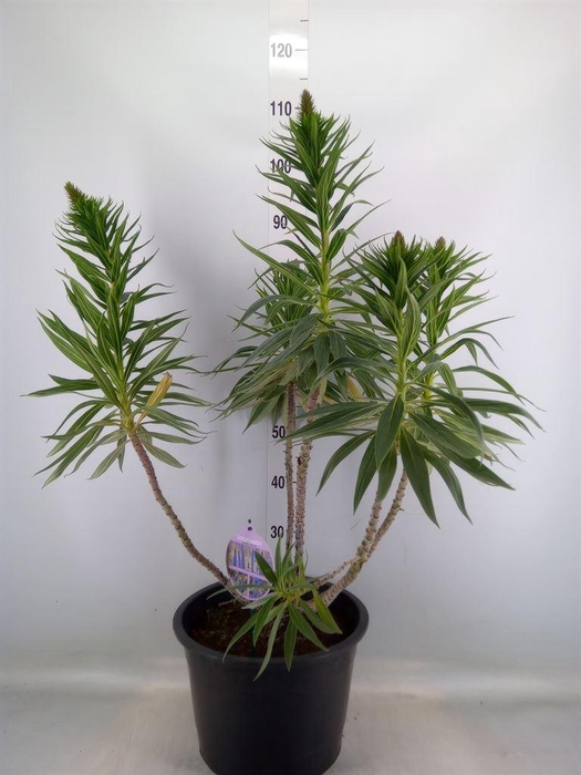 <h4>Echium webbii</h4>