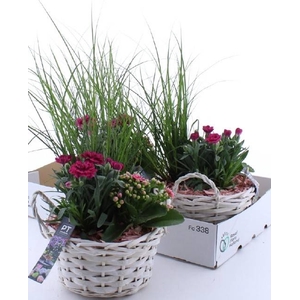 ARR TUINPLANTEN