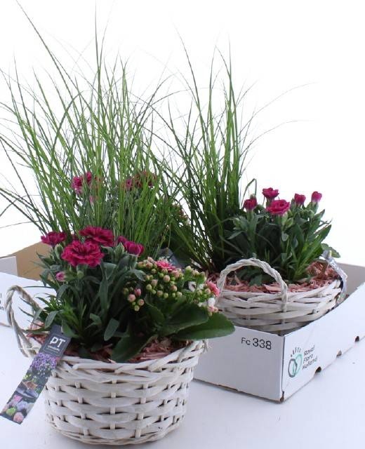 <h4>ARR TUINPLANTEN</h4>