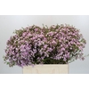 Chamelaucium Dancing Queen