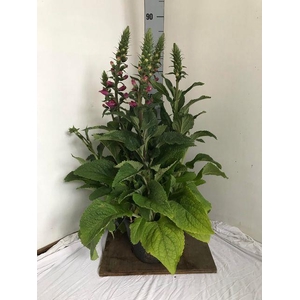 DIGI PURPUREA