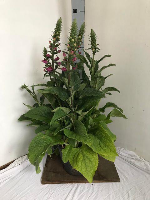 DIGI PURPUREA