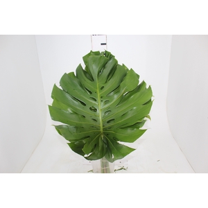 FOLH MONSTERA DELIC. 050 CM